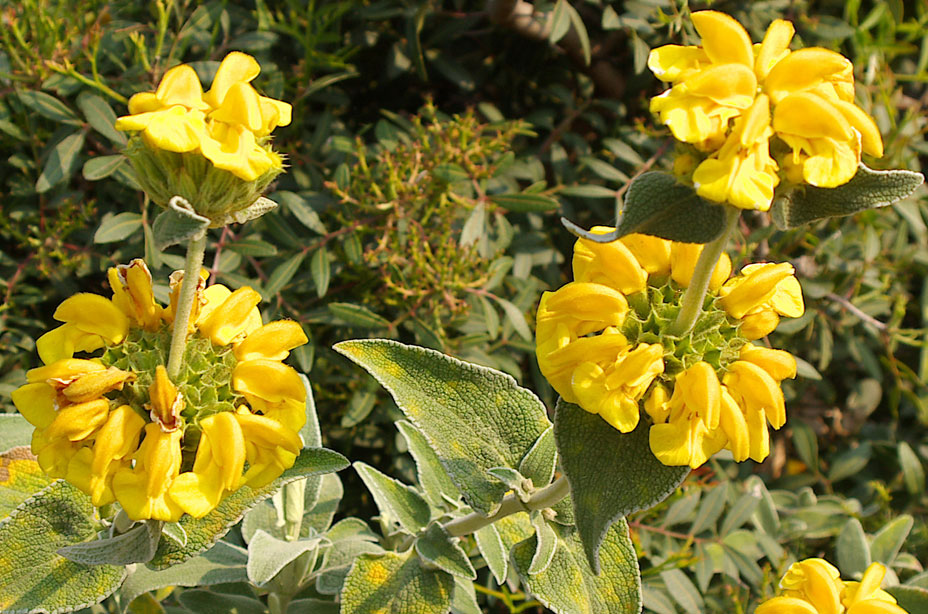 Phlomis fruticosa / Salvione giallo